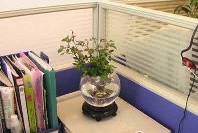 办公桌摆放植物风水