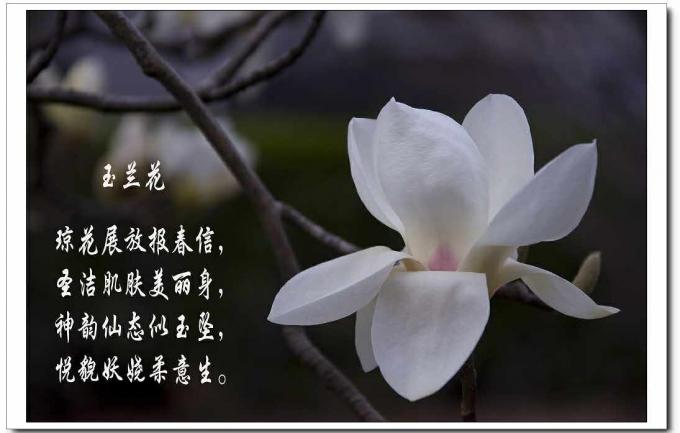 三茅— 白玉兰的沃土