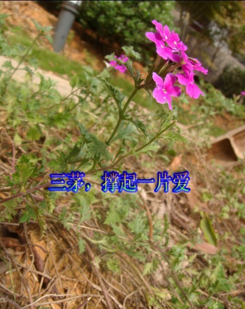 三茅，撑起一片爱