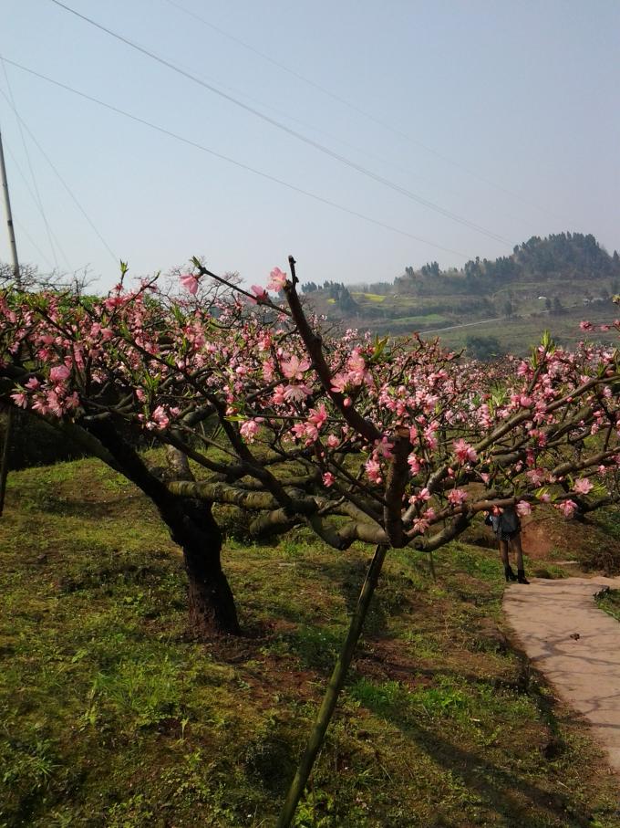 桃花  菜花