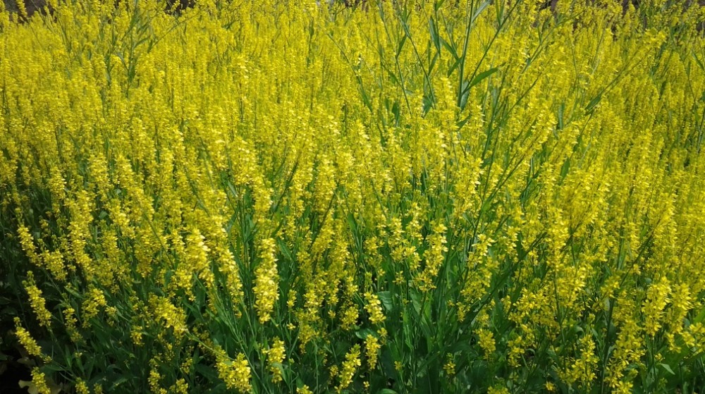 桃花  菜花