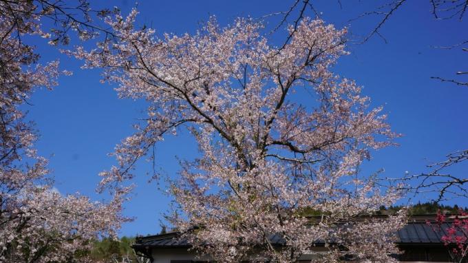 千万里路之日本印象（6）樱花与日本死亡文化