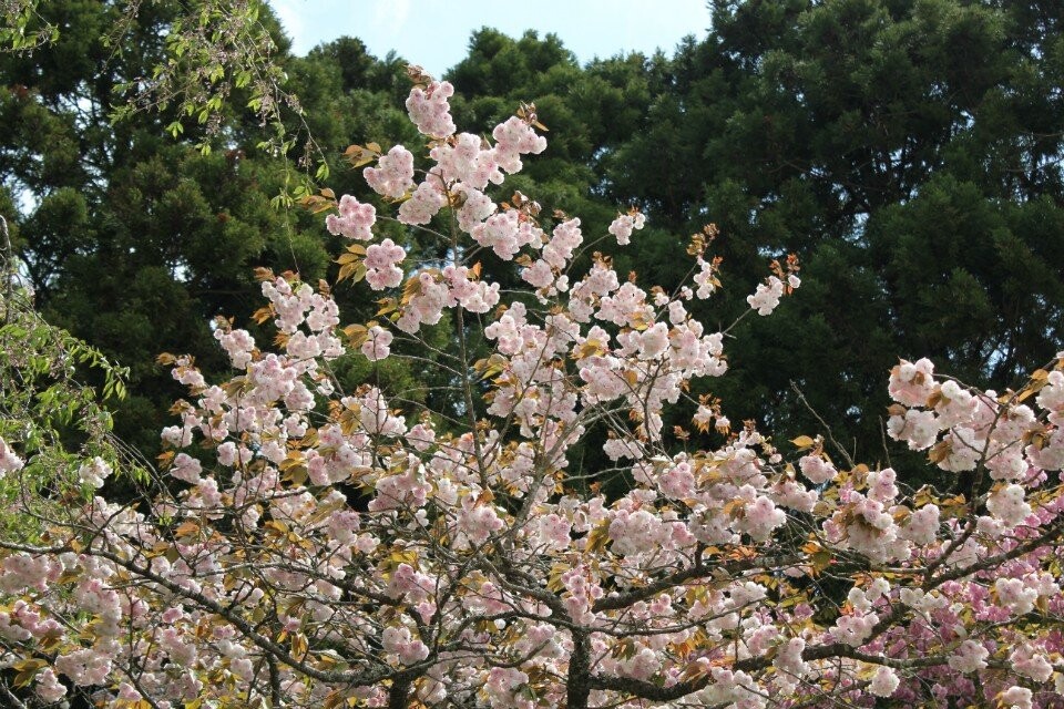 千万里路之日本印象（6）樱花与日本死亡文化