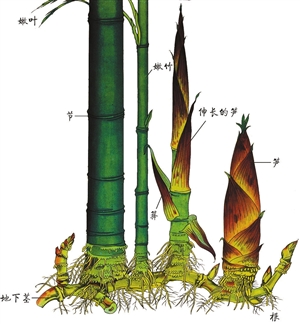 在中国的最东边生长着一种竹子,名叫毛竹毛竹前4年也只不过长3cm