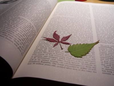 一本书和六片树叶的故事（慎入）