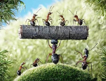 职场中看起来没那么忙的“懒蚂蚁”，很重要！