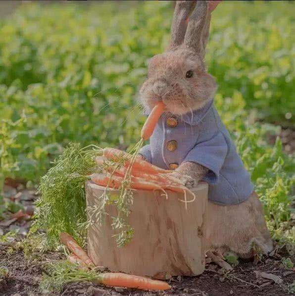 经典管理故事：兔子与胡萝卜