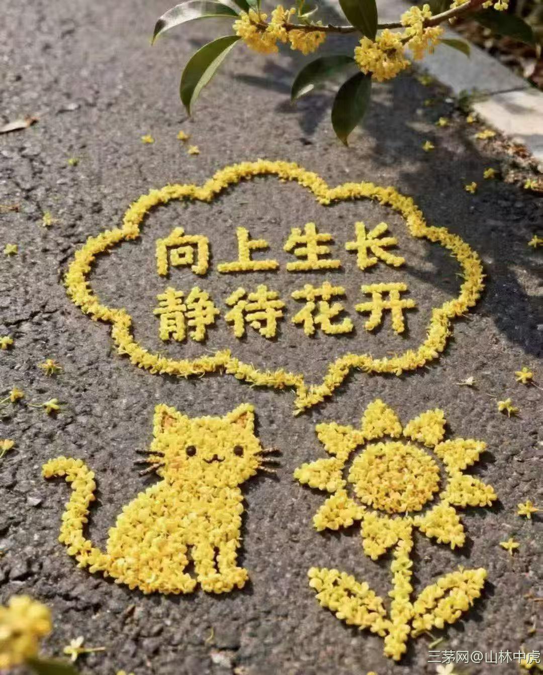 向下扎根,向上开花,不负生活,不负自己 - 山林中虎